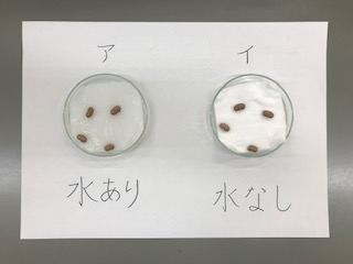 ５年生 理科の発芽実験 鹿嶋市立三笠小学校